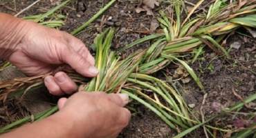 Jak skladovat cibulky hyacintu doma, kdy je vykopat a zda je to nutné
